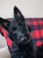 Scottish Terrier Puppies for sale in Eva, AL 35621, USA. price: $2,000