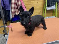 Scottish Terrier Puppies for sale in Mitchell, IN 47446, USA. price: $800