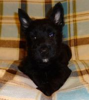 Scottish Terrier Puppies for sale in Houston, TX, USA. price: NA