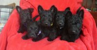 Scottish Terrier Puppies for sale in Miami, FL, USA. price: NA