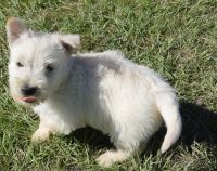 Scottish Terrier Puppies for sale in St Pete Beach, FL, USA. price: NA