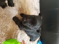 Scottish Terrier Puppies for sale in St. Louis, MO, USA. price: NA
