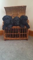 Scottish Terrier Puppies for sale in 200 N Spring St, Los Angeles, CA 90012, USA. price: NA