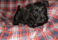 Scottish Terrier Puppies for sale in Los Angeles, CA, USA. price: NA