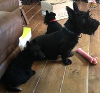 Scottish Terrier Puppies for sale in TX-249, Houston, TX, USA. price: NA
