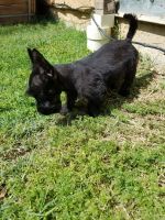 Scottish Terrier Puppies for sale in Riverside, CA, USA. price: NA