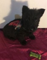 Scottish Terrier Puppies for sale in Hayward, CA 94545, USA. price: NA