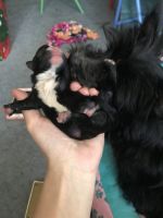 Scottish Terrier Puppies for sale in Waterbury, CT 06708, USA. price: NA
