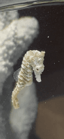 Seahorse Fishes Photos