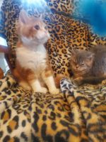 Selkirk Rex Cats for sale in Springfield, MO, USA. price: NA