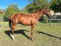 Selle Francais Horses for sale in 2350 E Riverview Dr ste 100, Phoenix, AZ 85034, USA. price: NA