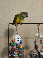 Senegal Parrot Birds for sale in Bonita Springs, FL 34135, USA. price: NA