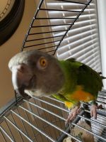 Senegal Parrot Birds for sale in Puyallup, WA, USA. price: NA