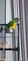 Senegal Parrot Birds for sale in New Milford, Connecticut. price: $100,000