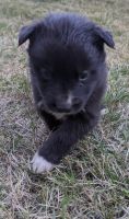 Seppala Siberian Sleddog Puppies Photos