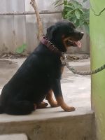 Serbian Hound Puppies for sale in Thiruvallur, Tamil Nadu 602003, India. price: 25000 INR