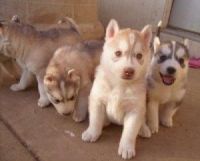 Serbian Hound Puppies Photos