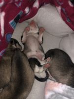 Serbian Hound Puppies Photos
