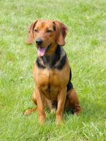 serbian hound dog