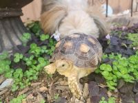 Seychelles giant tortoise Reptiles for sale in Navarre, FL 32566, USA. price: $350