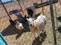 Sheep Animals for sale in Hesperia, CA 92345, USA. price: NA