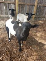 Sheep Animals for sale in 550 Trails End Dr, Cleveland, TX 77328, USA. price: NA