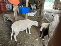 Sheep Animals for sale in Brookfield Township, OH, USA. price: $200