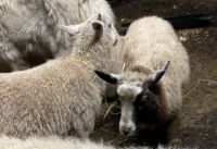 Sheep Animals Photos