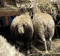 Sheep Animals Photos