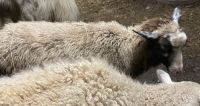 Sheep Animals for sale in Brookfield Township, OH, USA. price: NA
