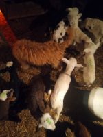 Sheep Animals for sale in Afton, Tennessee. price: $100
