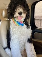 Sheepadoodle Puppies for sale in Queen Creek, AZ 85140, USA. price: NA