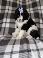 Sheepadoodle Puppies for sale in Anderson, IN, USA. price: NA