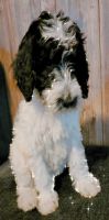 Sheepadoodle Puppies for sale in Kissimmee, FL, USA. price: NA