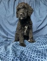 Sheepadoodle Puppies for sale in Durango, CO, USA. price: NA