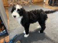 Sheepadoodle Puppies for sale in Oak Grove, IL 61264, USA. price: NA