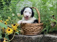 Sheepadoodle Puppies for sale in Louisville, KY, USA. price: NA