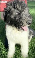 Sheepadoodle Puppies for sale in 8020 W Colfax Ave, Lakewood, CO 80214, USA. price: NA