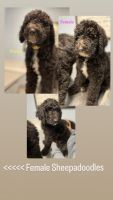 Sheepadoodle Puppies for sale in Shafter, CA, USA. price: NA