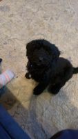 Sheepadoodle Puppies for sale in Zanesville, OH 43701, USA. price: NA