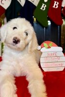 Sheepadoodle Puppies for sale in Weatherford, TX, USA. price: NA