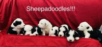 Sheepadoodle Puppies for sale in Burley, ID 83318, USA. price: NA