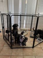 Sheepadoodle Puppies for sale in Lake Elsinore, CA, USA. price: NA