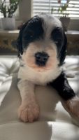 Sheepadoodle Puppies for sale in Austin, TX, USA. price: NA
