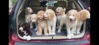 Sheepadoodle Puppies for sale in Charleston, SC, USA. price: NA