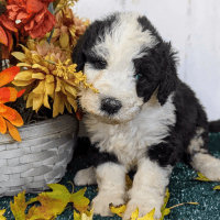 Sheepadoodle Puppies for sale in Seaman, OH 45679, USA. price: $1,200