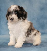Sheepadoodle Puppies for sale in Apple Creek, OH 44606, USA. price: $800