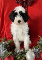 Sheepadoodle Puppies for sale in Britt, IA 50423, USA. price: $1,000