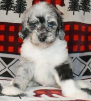 Sheepadoodle Puppies for sale in Abilene, TX, USA. price: $1,200