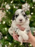 Sheepadoodle Puppies for sale in Thornville, Ohio. price: $2,400